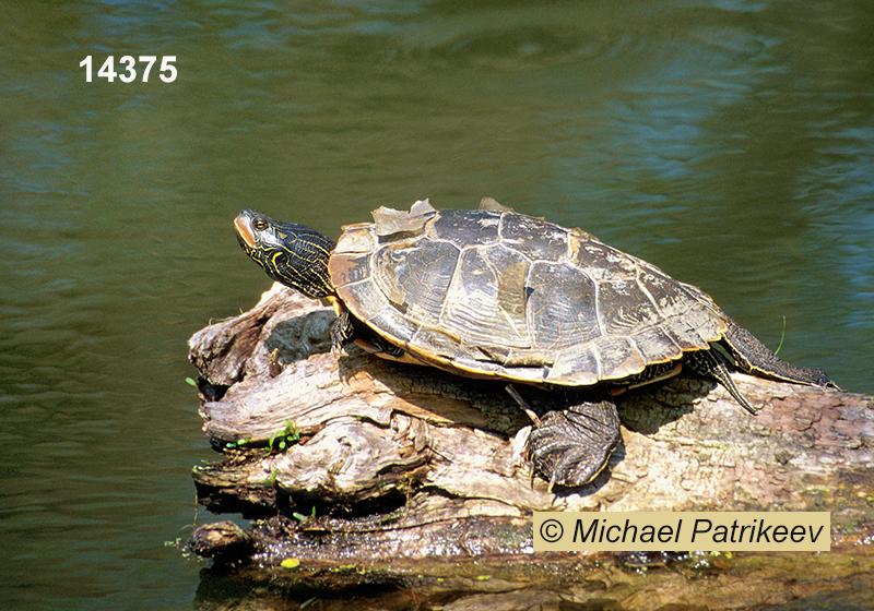 Common Map Turtle (Graptemys geographica)